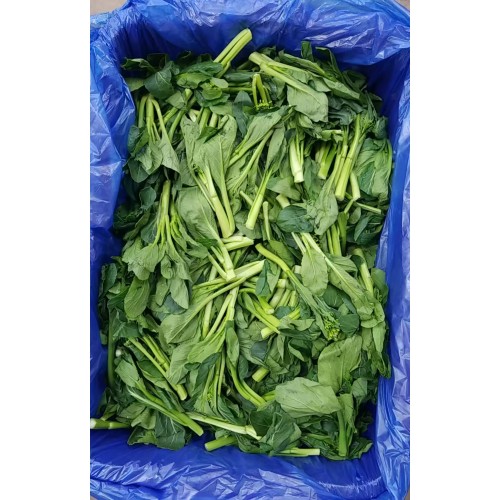 尖葉菜心苗
